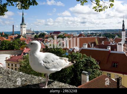 The closeup picture of a beautiful white seagull with gray wing feather standing on a wall in front of the old town of Tallinn, Estonia Stock Photo