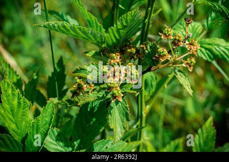 Red ant crawling on young blackberries Stock Photo