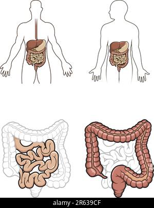 Diargram showing the human digestive system in vector Stock Vector