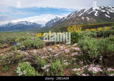 The wildflowers have exploded near the town of Mammoth Lakes in Mono County, CA, after a wet winter. Stock Photo