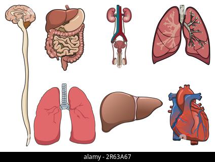 Human organ consist of brain, lung, heart, digestive system and kidney in vector Stock Vector