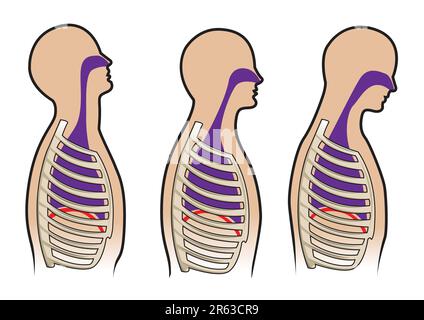 Human respitory system and breathing diagram in vector Stock Vector