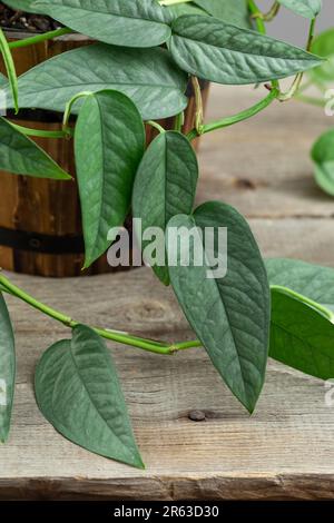 Vertical closeup of the Epipremnum Pinnatum leaves, commonly known as Marble  queen Stock Photo by wirestock