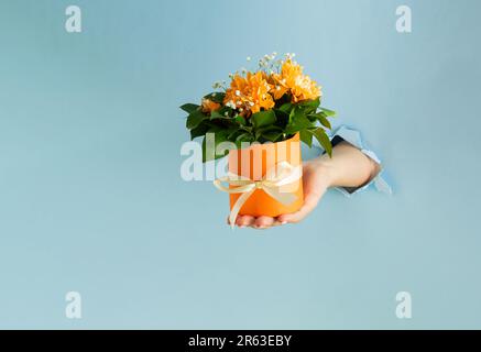 Woman's hand holding orange gift box with spring flowers and green leaves. Pastel blue torn paper. Modern aesthetic. Stock Photo