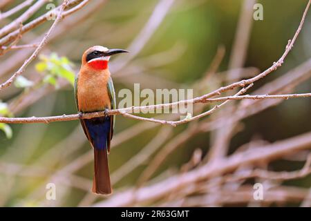 White-fronted Bee-eater, Kruger NP, South Africa Stock Photo