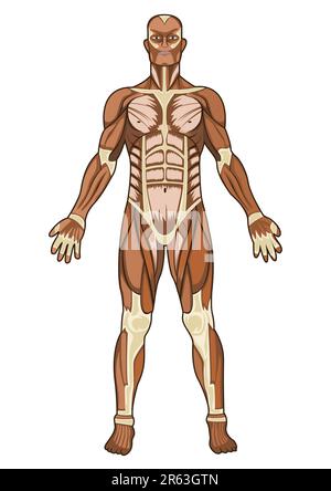 Human anatomy medical concept illustration in vector Stock Vector