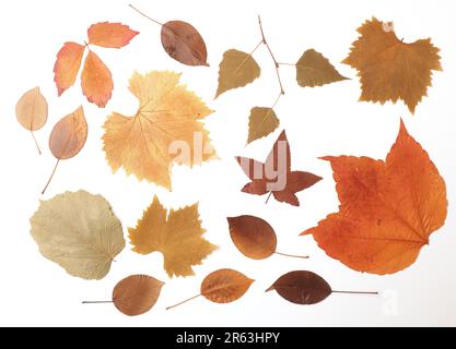 Dried pressed autumn leaves on a white background, seasonal concept Stock Photo