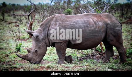 White rhino in Kruger National Park, S Stock Photo