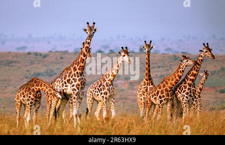 Ugandische Giraffe (Giraffa camelopardalis rothschildi), Murchison Falls National Park Uganda Stock Photo