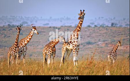 Ugandische Giraffe (Giraffa camelopardalis rothschildi), Murchison Falls National Park Uganda Stock Photo