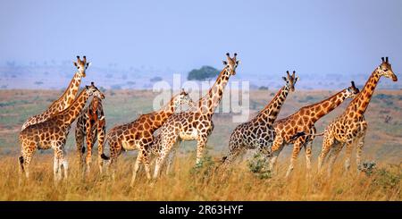 Ugandische Giraffe (Giraffa camelopardalis rothschildi), Murchison Falls National Park Uganda Stock Photo