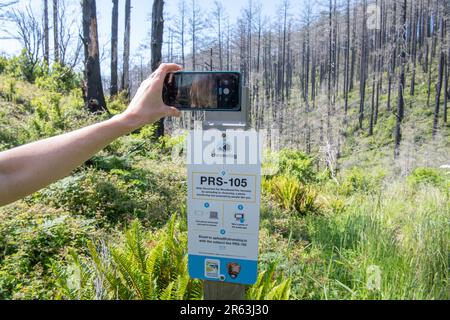 A phone platform set up for community science so that a photo can be taken of wildfire damage and forest resilience and recovery can be monitored. Stock Photo