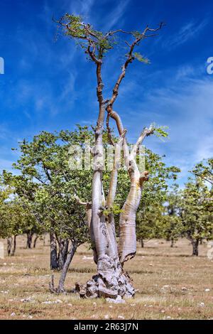 African moringa, (Moringa ovalifolia) or ghost tree. Etosha National ...