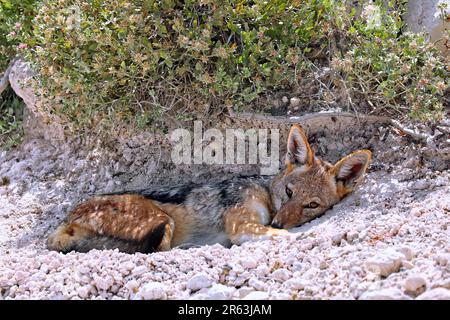 Tired black-backed jackal, Etosha, Namibia Stock Photo