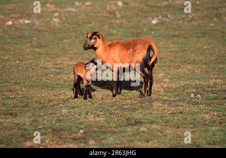 Cameroon sheep with lamb (mammals) (domestic animal) (farm animal) (domestic) (ungulates) (cloven-hoofed animals) (outside) (outdoor) (lateral) Stock Photo