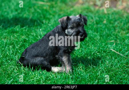 Figurine Miniature Chien Schnauzer Poivre En Porcelaine - Fait Main, Délicate, Parfaite Pour Les Collectionneurs