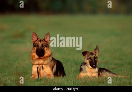 German shepherd dog with puppy, Alsatian Stock Photo