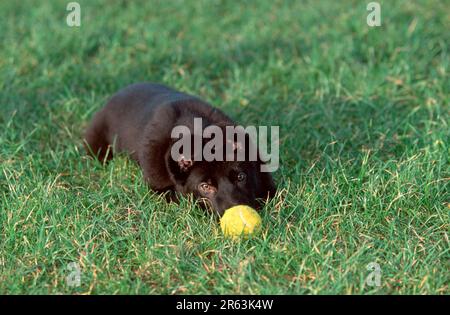 German Shepherd, Alsatian, puppy, 3 month old, with ball, German Shepherd, Alsatian, puppy, 3 month old, with ball (Shepherd) (animals) (mammals) Stock Photo