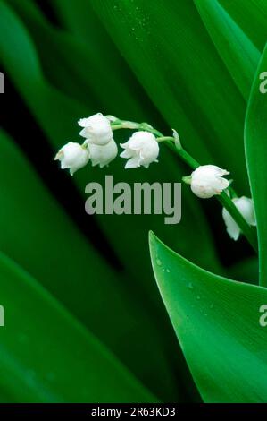 Lily of the valley (Convallaria majalis), Oerebrolaen (plants) (plants) (flowers) (lily family) (Liliaceae) (poisonous plants) (poisonous) (medicinal Stock Photo