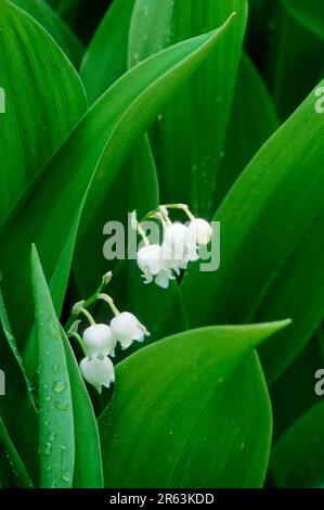 Lily of the Valley (Convallaria majalis), Sweden, Maigloeckchen, Oerebrolaen, Schweden, [Pflanzen, plants, Maigloeckchen, Blumen, flowers Stock Photo