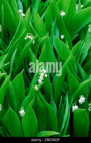 Lily of the valley (Convallaria majalis), Oerebrolaen (plants) (plants) (flowers) (poisonous plants) (poisonous) (medicinal herbs) (lily family) Stock Photo