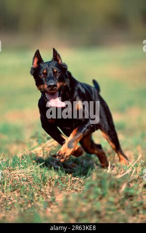 Beauceron, Berger de Beauce, cropped ears Stock Photo