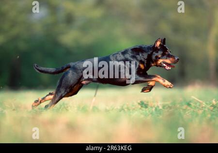 Beauceron, Berger de Beauce, cropped ears, side Stock Photo