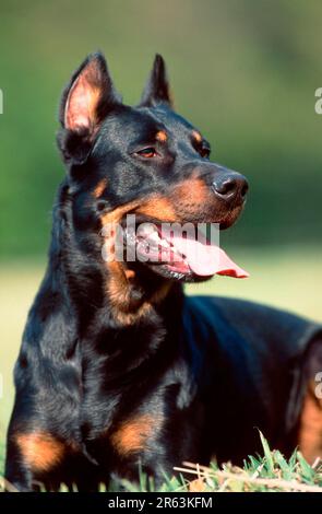 Beauceron, Berger de Beauce, cropped ears Stock Photo