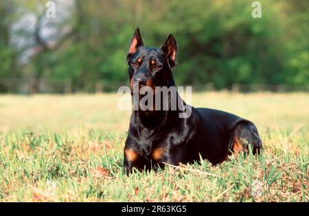 Beauceron, Berger de Beauce, cropped ears Stock Photo