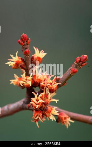 Silberahorn, Blueten, Maple (Acer saccharinum), flowers, Pflanzen, plants, Ahorngewaechse, Aceraceae, blossom, bloom, Fruehling, spring, Hochformat Stock Photo