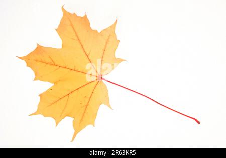 Norway Maple (Acer platanoides), autumn leaf, Spitzahorn, Herbstblatt, Pflanzen, plants, Europa, europe, Ahorngewaechse, Aceraceae, Blaetter, leaves Stock Photo