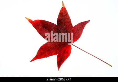 Autumn leaf of Sweet Gum Tree (Liquidambar styraciflua pendula), amber tree, autumn leaf, plants, witch-hazels (Hamamelidaceae), America, america Stock Photo