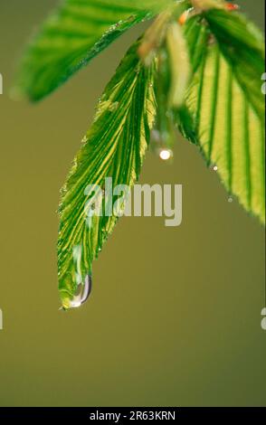 Hornbeam (Carpinus betulus), leaf with raindrop, Hainbuche, Weissbuche, Blatt mit Regentropfen, Europa, europe, Pflanzen, plants, Birkengewaechse Stock Photo