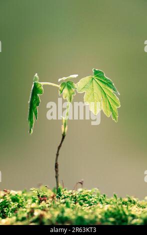 Field Maple seedling Acer campestre Stock Photo - Alamy