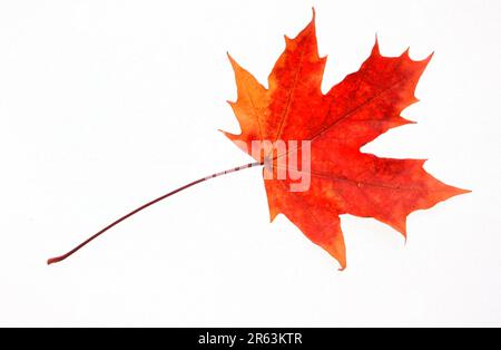 Norway maple (Acer platanoides), autumn leaf Stock Photo