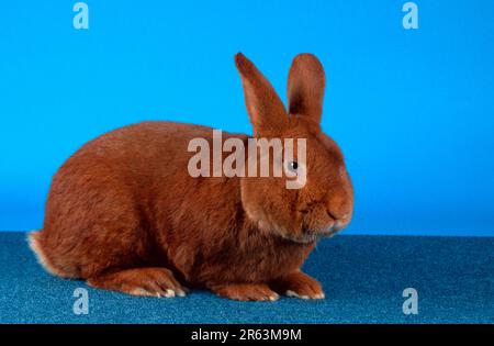 Rabbit, Red New Zealand rabbit, Red New Zealand, animals, mammals, mammals, rodents, rodents, rabbits, pet, pet, indoor, studio, lateral, side Stock Photo