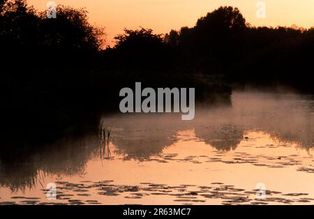 Pond at dawn, North Rhine-Westphalia (Europe) (Haze) (Fog) (Landscapes) (Landscape) (horizontal), North Rhine-Westphalia, Germany Stock Photo