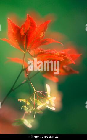 Maple, leaves and fruits (Acer palmatum atropurureum), red-leaved fan maple, leaves and fruits, plants, maple family, Aceraceae, asia, Japan, leaf Stock Photo