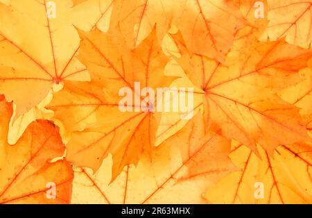 Norway maple (Acer platanoides), autumn foliage, autumn leaves (Plants) (Plants) (Maple family) (Aceraceae) (Europe) (Leaf) (yellow) (Autumn) Stock Photo