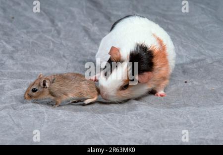 Guinea Pig Pig and Gerbil, Guinea Pig sniffing Gerbil, Gerbil, animals, mammals, mammals, rodents (Meriones unguiculatus), rodents, pet, pet, inside Stock Photo