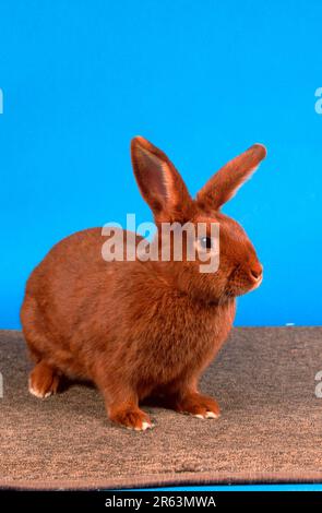 Red New Zealand rabbit, Red New Zealander Stock Photo