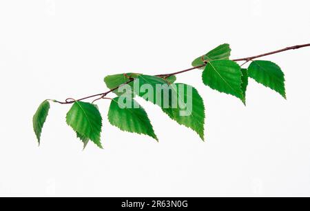 Birch Leaf - betula pendula