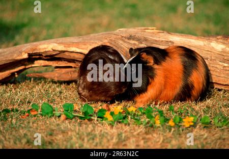 Guinea pig Stock Photo