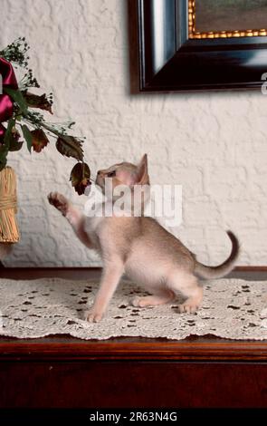 Singapura Cat kitten 8 weeks Stock Photo - Alamy