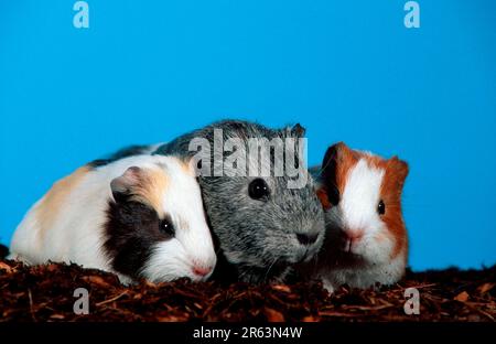 Guinea Pig pigs with kittens Stock Photo