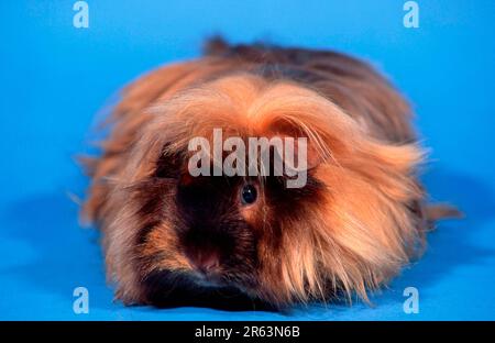 Angora guinea pig, satin, chocolate-gold Stock Photo