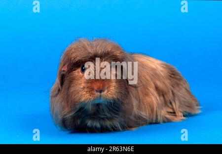 Coronet guinea pig, satin, gold-agouti Stock Photo