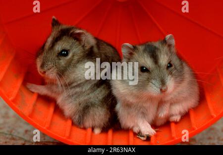 Dwarf Hamster, pair, Siberian Hamster (Phodopus sungorus), Russian Hamster Stock Photo