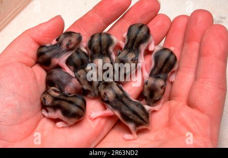 Young djungarian hamster (Phodopus sungorus), 9 days, Siberian hamster, Russian hamster Stock Photo