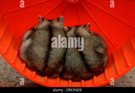 Dwarf Hamster, pair, Siberian Hamster (Phodopus sungorus), Russian Hamster Stock Photo